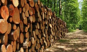 Правительство предложило уничтожать незаконно вырубленную древесину