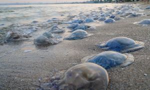 Губернатор Запорожской области обвинил Россию в нашествии медуз в Азовском море