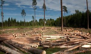 Лесной попечительский совет запретил продавать древесину из Иркутской области из-за незаконной вырубки