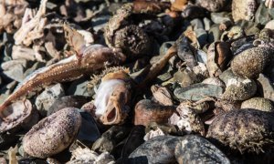 Эксперты «Гринпис» обнаружили новые трупы морских животных на Халактырском пляже
