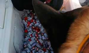 В Мексике силовики обнаружили партию поддельной вакцины «Спутник V»