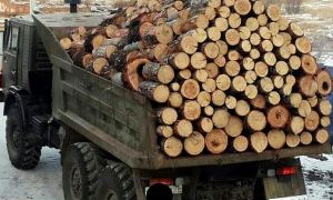 В Красноярском крае среди привитых от коронавируса разыграют машину дров