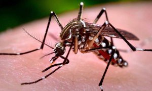 Российские эпидемиологи предупредили о риске распространения опасных вирусов из-за комаров