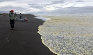 Эксперты WWF присоединятся в расследованию причин экологической катастрофы в Авачинском заливе