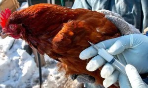 В Омской области выявили несколько очагов птичьего гриппа