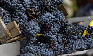 Производители шампанского уничтожат часть урожая винограда из-за пандемии коронавируса