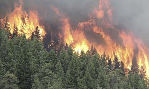 Ущерб от масштабных лесных пожаров оценили в 2,4 млрд рублей