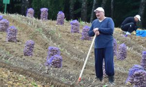 Лукашенко объявил «мобилизацию» школьников и госслужащих на уборку урожая