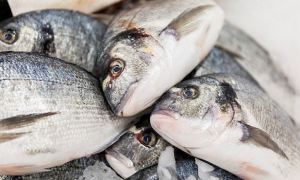 На Сахалине семьям мобилизованных раздадут по 5 кг рыбы