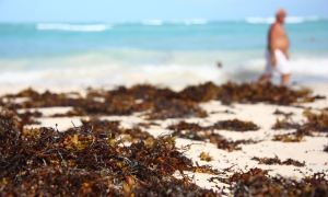 Разросшиеся водоросли в Атлантике душат животных, людей и экономику