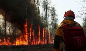 Площадь лесных пожаров в России за сутки выросла более чем на 20%