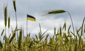 Великобритания займётся проверкой экспортируемого Россией зерна