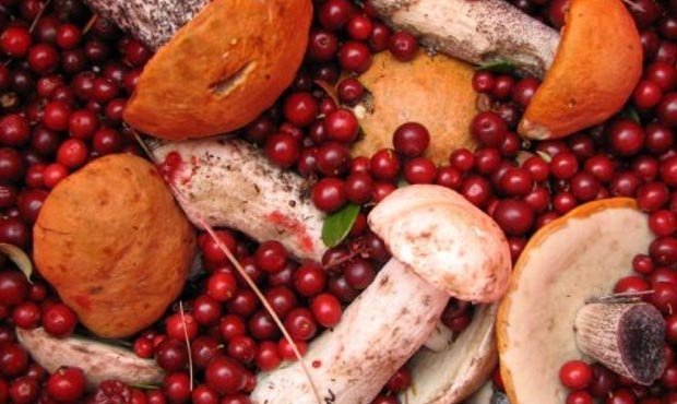 Депутаты предложили возродить заготовительные конторы для сбора ягод и грибов у граждан