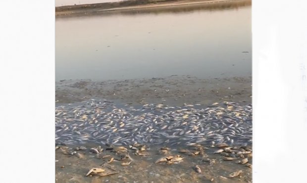 В Калмыкии на берег водохранилища выбросило мертвую рыбу