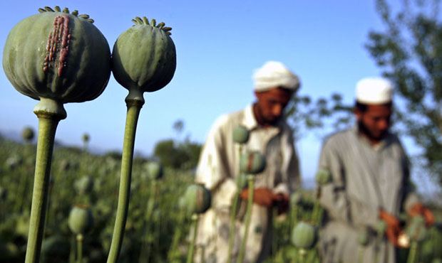 Талибы запретили выращивать мак на всей территории Афганистана