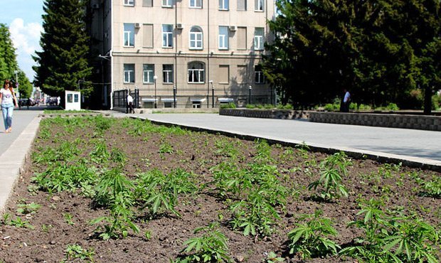 В Кургане у здания областной администрации вместо цветов взошла конопля