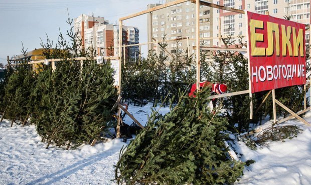 Минобороны заподозрили в завышении цен на елки при осуществлении госзакупки