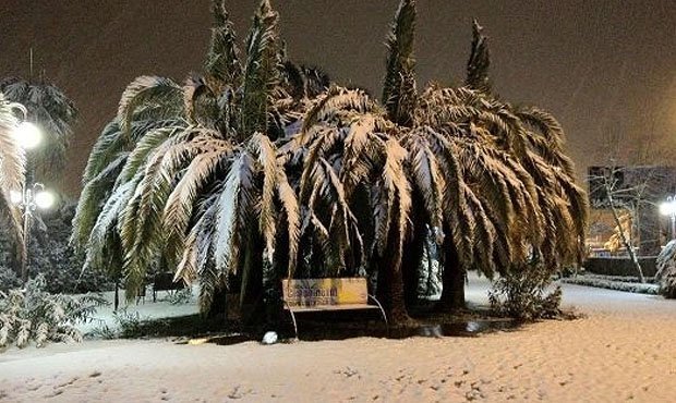 Мэрия Сочи попросила помощи у горожан в спасении пальм от снега