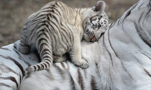 В ялтинском зоопарке «Сказка» скончался последний бенгальский тигренок