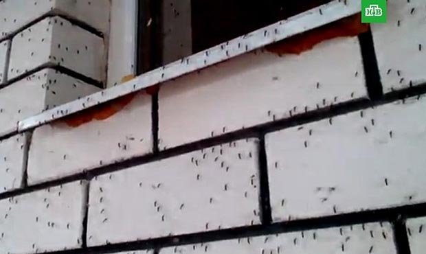 Жители Воронежской области жалуются на ранее невиданное нашествие комаров