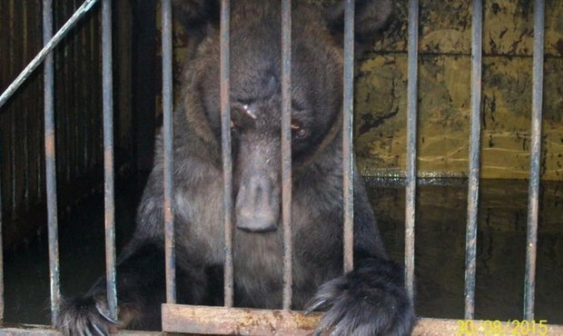 Прокуратура возбудила дело по факту гибели животных в зоопарке Уссурийска