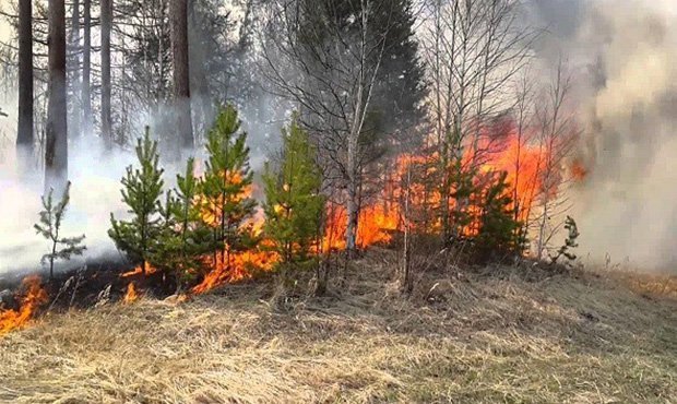 В возникновении природных пожаров в Волгоградской области обвинили поджигателей