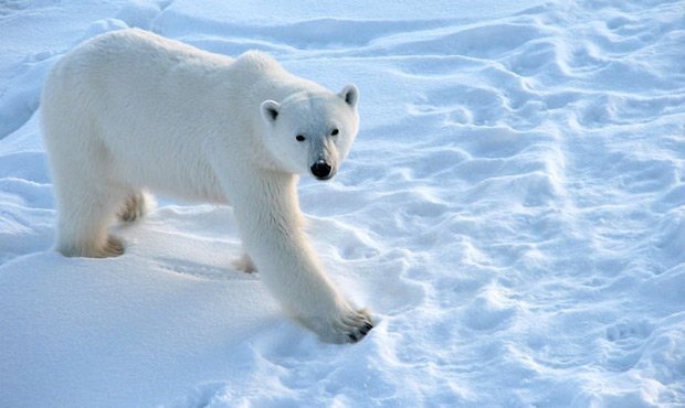Следственные органы закрыли дело о подрыве белой медведицы на острове Врангеля  