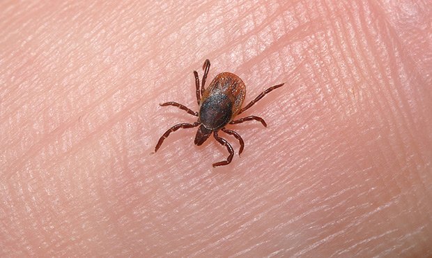 Санитарные власти сообщили о резком росте пострадавших от укусов клещей