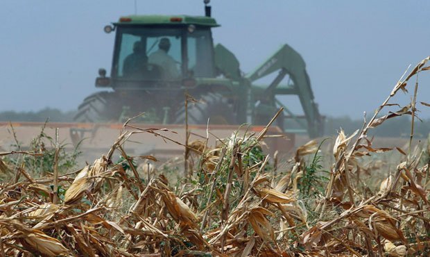 Убытки сельхозпроизводителей из-за холодного лета оценили в 2,6 млрд рублей