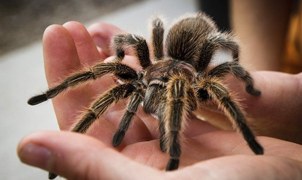 Жители Челябинской области сообщили о нашествии ядовитых пауков