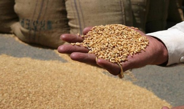 Турция в ответ на санкции откажется от покупки российской пшеницы