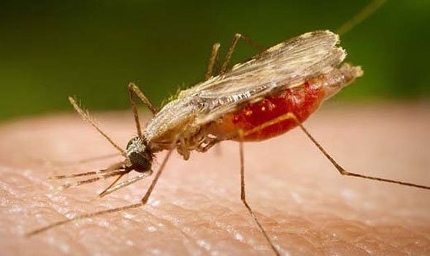 Российский турист скончался от малярии после отдыха в Индии