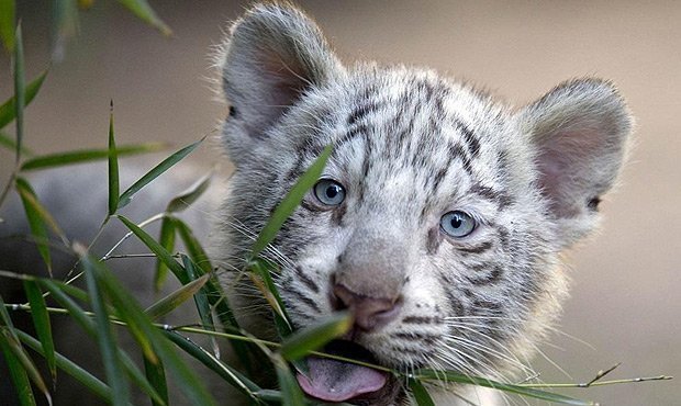 В ялтинском зоопарке из-за энергоблокады погиб второй бенгальский тигренок  
