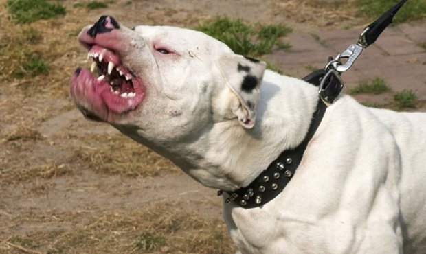 Депутатов Госдумы попросили ввести уголовное наказание за нападение собаки на человека