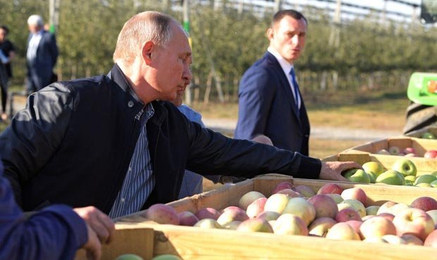 Российские власти снизят НДС на фрукты до 10 процентов