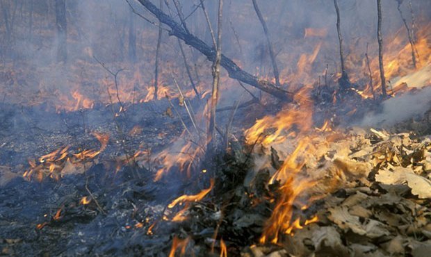 В Бурятии в связи с лесными пожарами возбуждено около 200 уголовных дел  