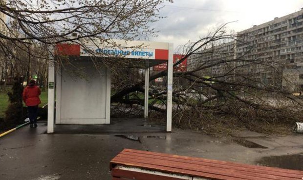 В Москве и Московской области ожидается сильный ветер с порывами до 17 метров в секунду