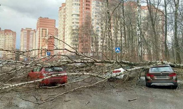 Число жертв урагана в Москве выросло до двух человек