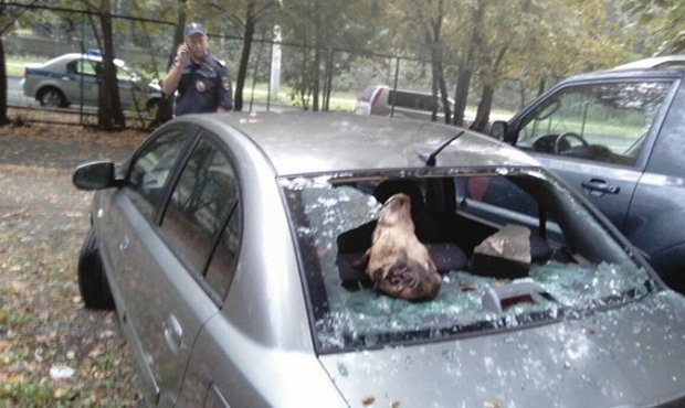В Москве неизвестные подбросили в машину депутата района Печатники голову мертвой свиньи