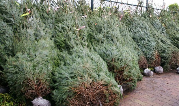 Москвичам предлагают сдать свои новогодние елки на переработку