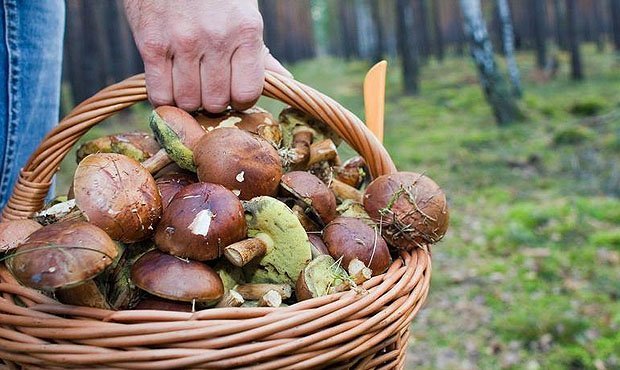 Власти предложили ввести налог на сбор грибов и поставить грибников на учет 