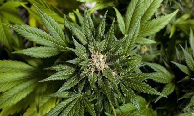 Минздрав предлагает разрешить ввоз в Россию марихуаны «в медицинских целях»