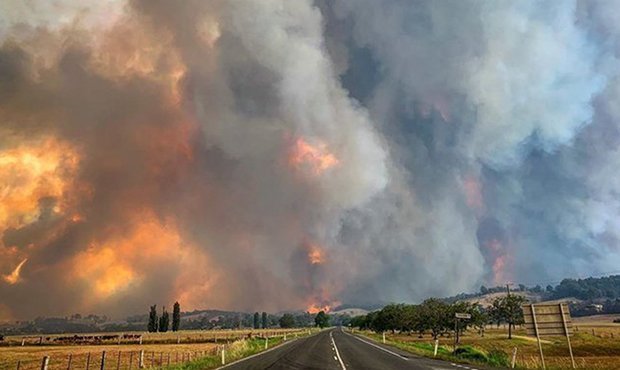 В результате лесных пожаров в Австралии погибло более миллиарда животных