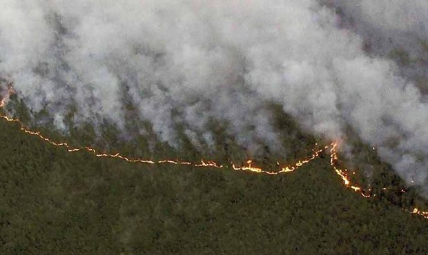 ​В «Гринпис» сообщили о расширении площади лесных пожаров в Сибири до 4 млн га