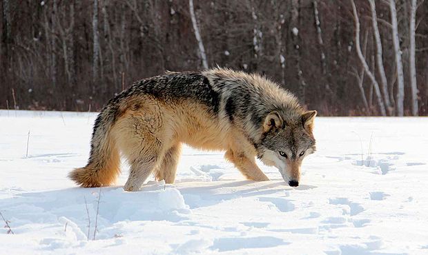 Курганская полиция проверит охоту с участием депутата-единоросса, где волка переехали снегоходом
