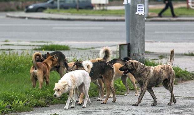Забайкальский депутат призвал отстреливать бродячих собак, а зоозащитников «ставить к стенке»