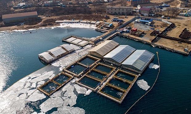 В Находке отловщики косаток и белух провели экскурсию для детей в «китовой тюрьме»   