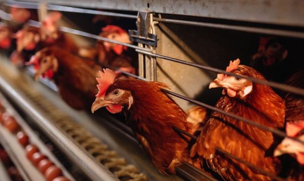В Тюменской области птицефабрика уничтожит все поголовье из-за птичьего гриппа