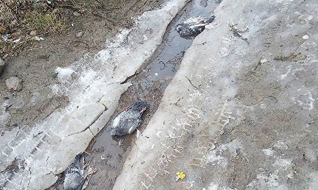 Жители Сегежа сообщили о выпавшем желтом снеге и массовой гибели птиц