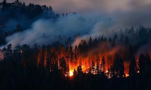 Генпрокуратура подтвердила версию о поджоге леса в Сибири с целью скрыть следы незаконной вырубки